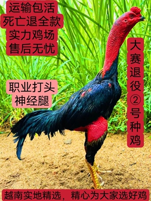 半斤一斤纯种越南活的发货斗鸡苗包活包健康土炮中原盖沙大骨架