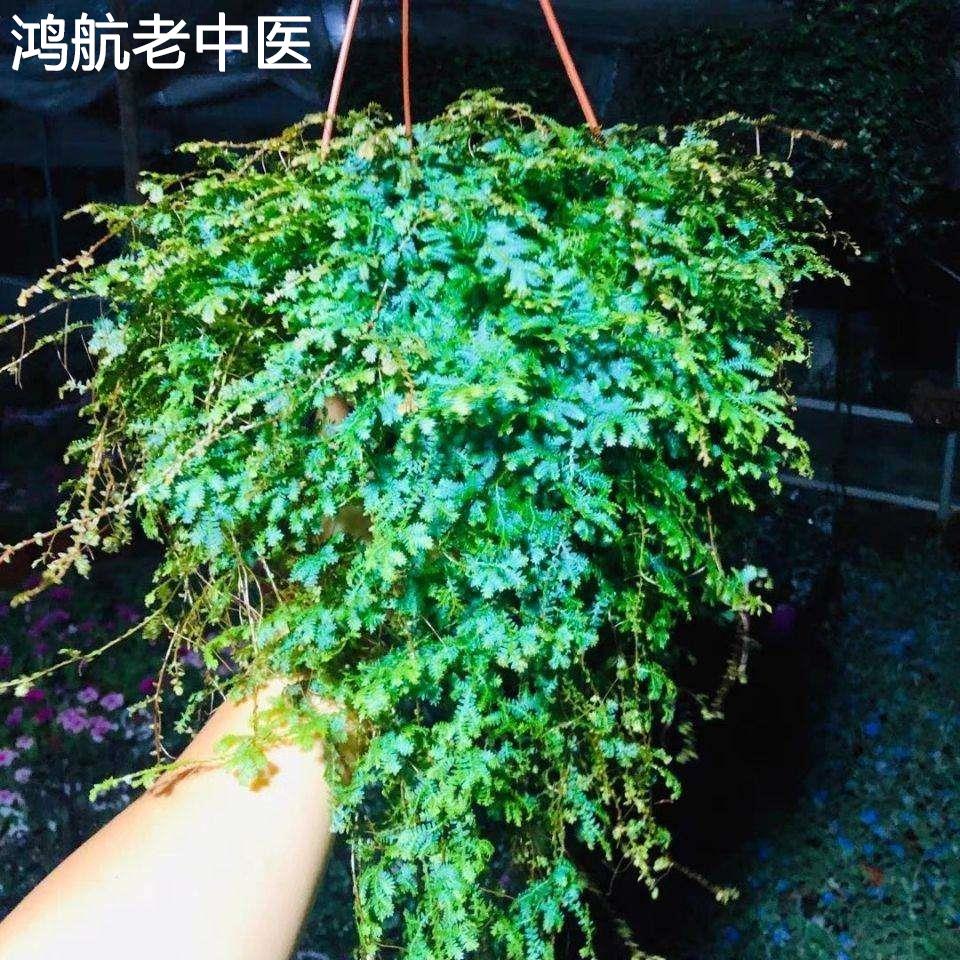 翠云草纽扣叶蔓椒冷水花