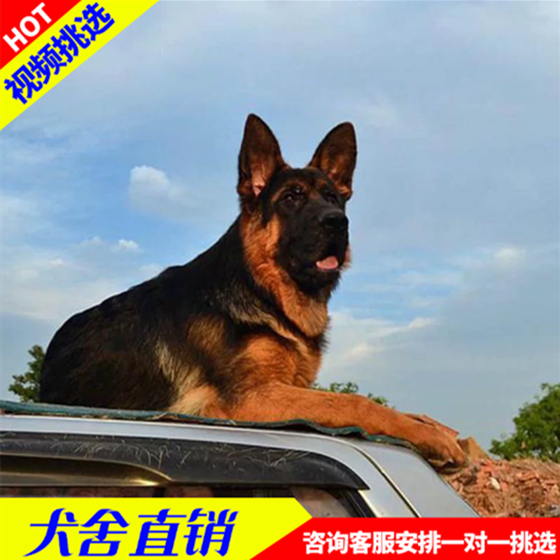 狼狗幼犬 价格 怎么样 图片 狼狗幼犬 价格 怎么样 图片