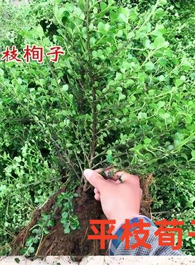 平枝荀子 铺地蜈蚣 小叶栒子平枝旬子苗盆景匍匐灌木工程绿化苗木
