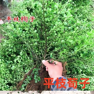 平枝荀子 铺地蜈蚣 小叶栒子平枝旬子苗盆景匍匐灌木工程绿化苗木