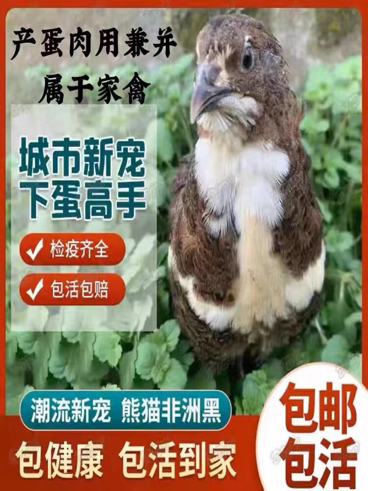 白沙维鹌鹑活体天天产蛋繁殖鹌鹑鸟活物阳台饲养宠物顺丰包邮