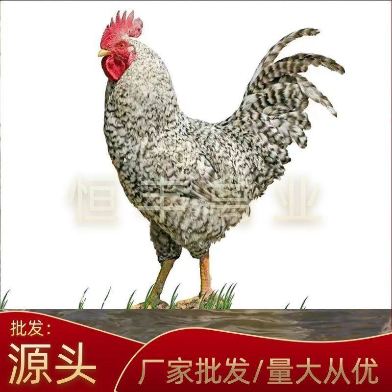 脱温半大芦花鸡活苗土鸡正宗青年卢花鸡一斤小鸡纯种绿壳蛋鸡包活