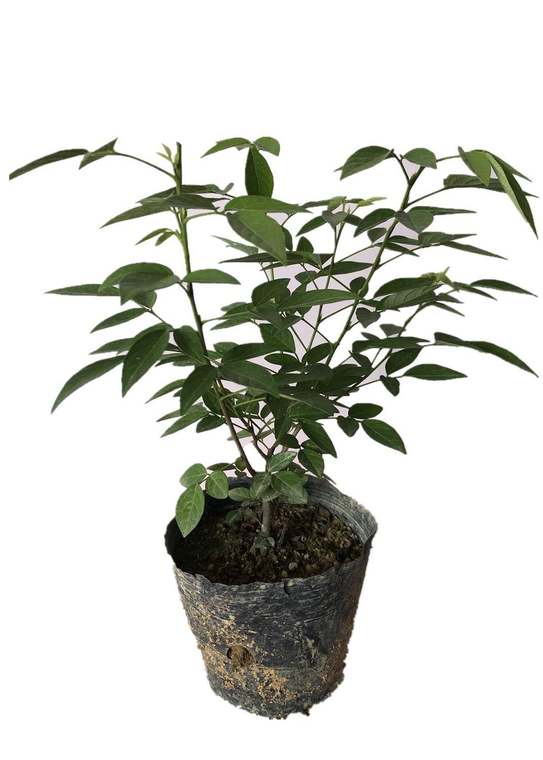潮汕仙草抹草苗盆栽红花石榴花婚嫁植物喜事吉祥花草庭院净化空气