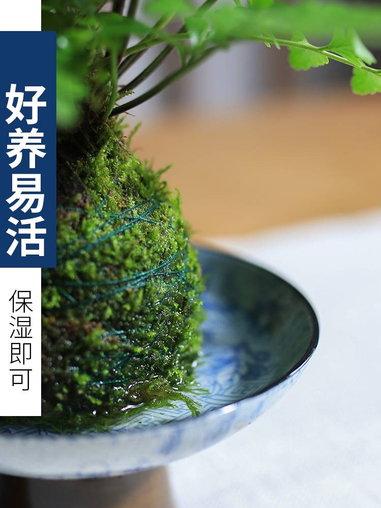 吉姆蕨苔玉球水培蕨类植物净化空气好养绿植室内吸甲醛办公桌苔藓 鲜花速递/花卉仿真/绿植园艺 造型盆景 原图主图