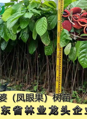 苹婆常绿果树富贵子凤眼果