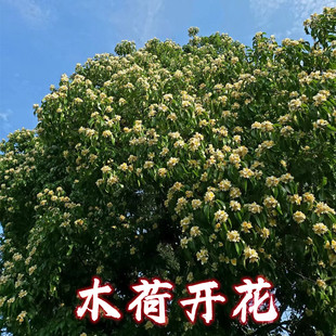 木荷树苗荷木苗木艾树绿化造林苗何树苗防火树种山地复绿树耐旱