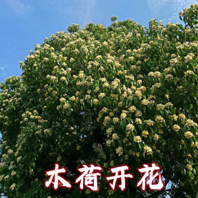 木荷树苗荷木苗木艾树绿化造林苗何树苗防火树种山地复绿树耐旱