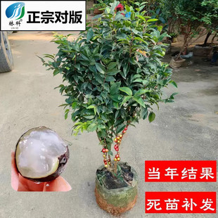 四季嘉宝果树果苗沙巴艾斯卡树葡萄苗果树庭院名贵南北方种植盆栽