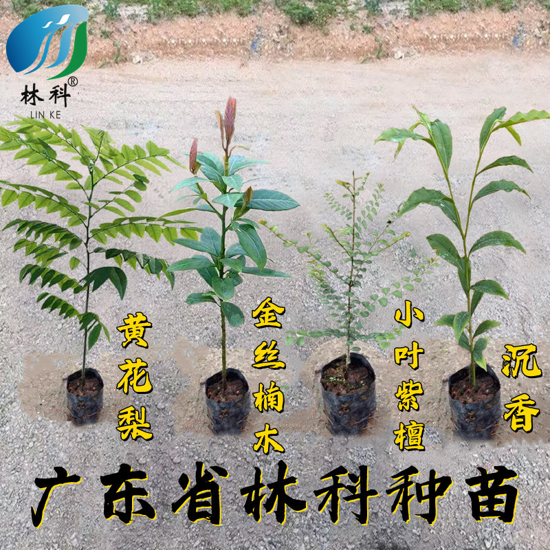 名贵苗木金丝楠木树苗正宗奇楠沉香珍稀小叶紫檀海南黄花梨苗酸枝图片