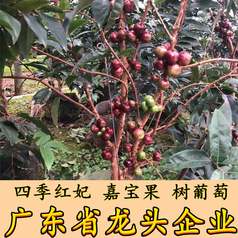 嘉宝果树果苗四季红妃嘉宝果苗树葡萄苗早生果树阳台庭院南北种植