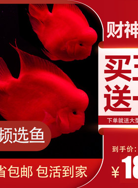 中大型活体台版招财淡水鱼