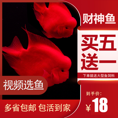 中大型活体台版招财淡水鱼