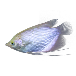 白金招财鱼黄金梅花战船鱼银龙活物热带鱼观赏鱼大型混养鱼活体