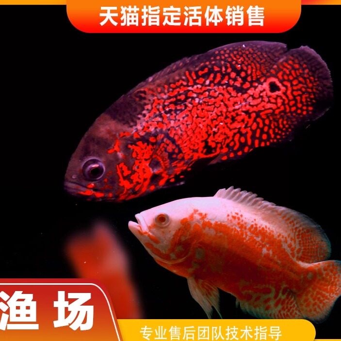 黑白地图鱼猪仔鱼鹦鹉鱼银龙鱼中大型淡水宠物热带观赏鱼活体