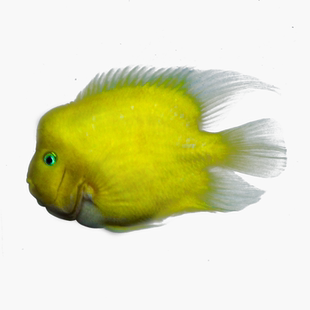 血鹦鹉热带黄金鹦鹉起头财神精品鱼元宝财神红黄鹦鹉鱼发财鱼活体