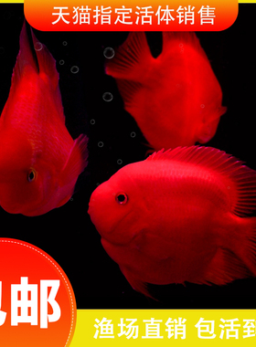 红鹦鹉鱼活鱼发财鱼热带观赏鱼淡水苗元宝血红财神精品鱼