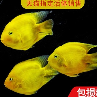热带观赏鱼黄鹦鹉黄金元宝梅花鹦鹉发财鱼血鹦鹉大型银龙地图活体