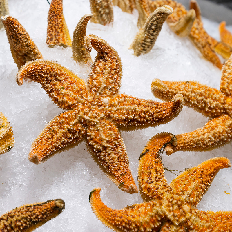 海星500克新鲜熟冻速冻