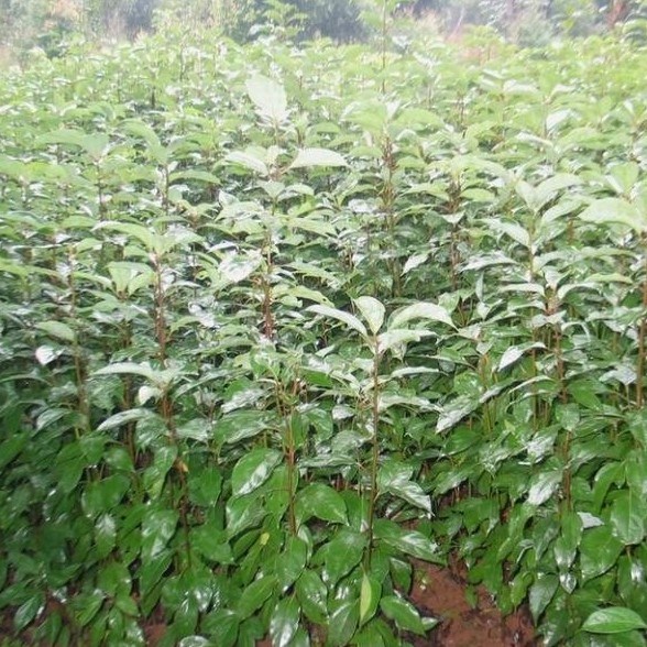 香樟苗 大叶香樟树苗 龙脑樟樟树可驱蚊庭院植物花卉 绿化苗木