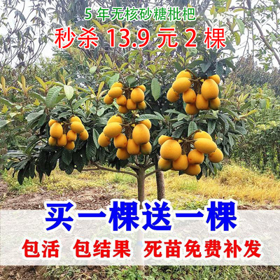 大五星枇杷南北方种植当年结果