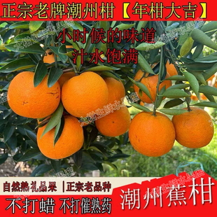 【礼盒装】潮州柑蕉柑大桔新鲜水果年柑年货拜神送礼走客潮汕年货