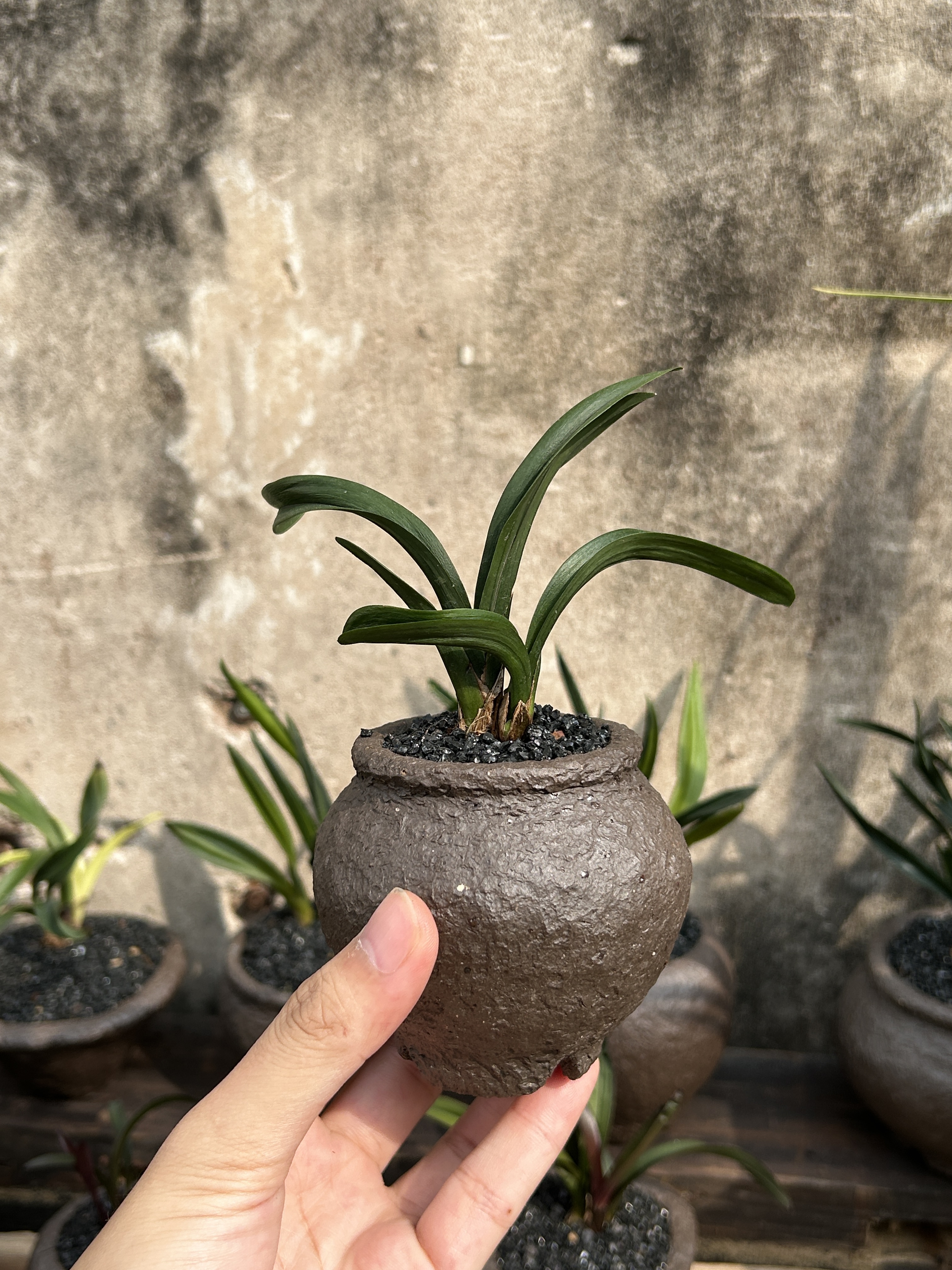 墨兰手工花盆小型建兰皱皮艺矮种兰花名品袖珍绿植盆栽高端送礼