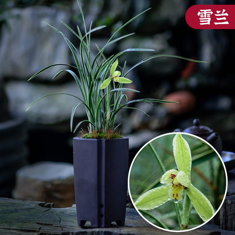 lnka兰咖 矮种小巧春兰细叶金边兰高端秀气带花盆兰花桌面小盆栽