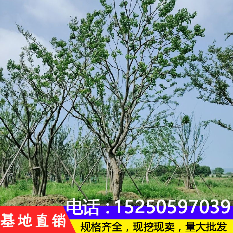 珍稀植物乌桕树苗风景树苗绿化苗木庭院南北方种植园林乌桕小苗