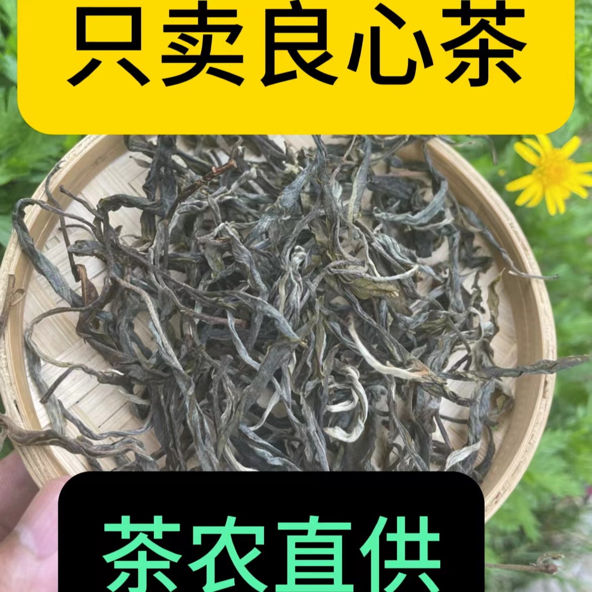 25年上磨烈古树单株 散茶生茶纯料普洱茶春茶生普茶云南茶叶