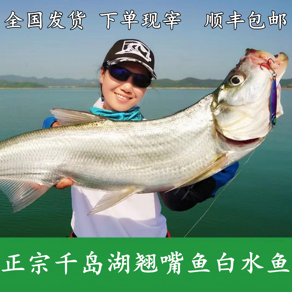 正宗千岛湖翘嘴鱼白水鱼白条鱼