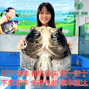 官方认证千岛湖淳牌有机鱼头原生态胖头鱼大头鱼花鲢鱼头活鱼现宰