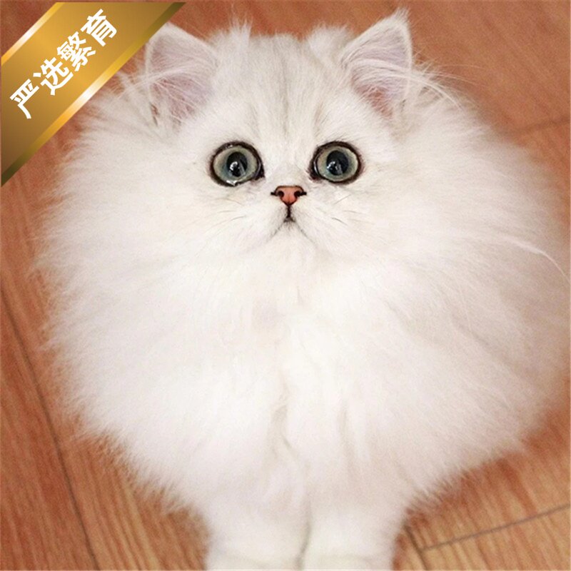 纯种金吉拉猫幼猫曼基康矮脚短腿猫纯白矮脚短腿乳白长毛猫咪活物
