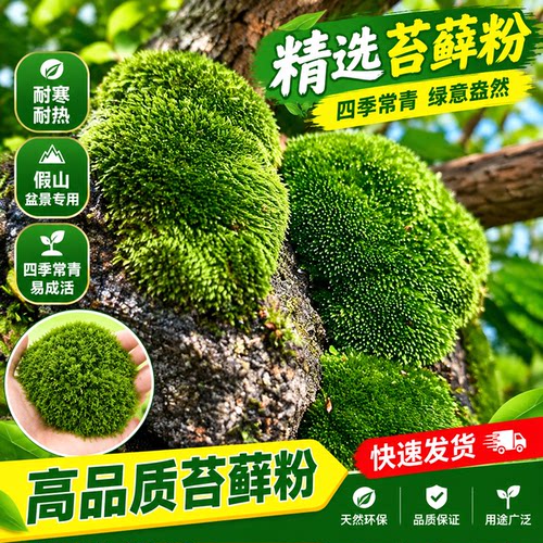 苔藓青苔植物种子吸水上水石盆栽