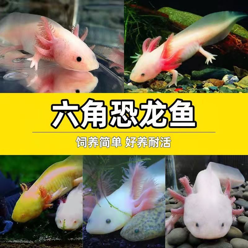 六角恐龙鱼活体冷水淡水好养