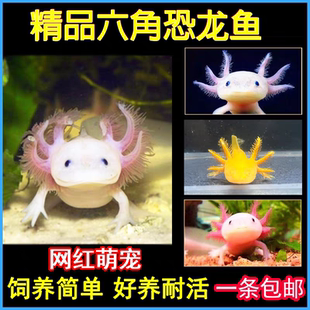 六角恐龙鱼蝾螈宠物活鱼冷水鱼美西螈淡水好养耐活金鱼锦鲤观赏鱼