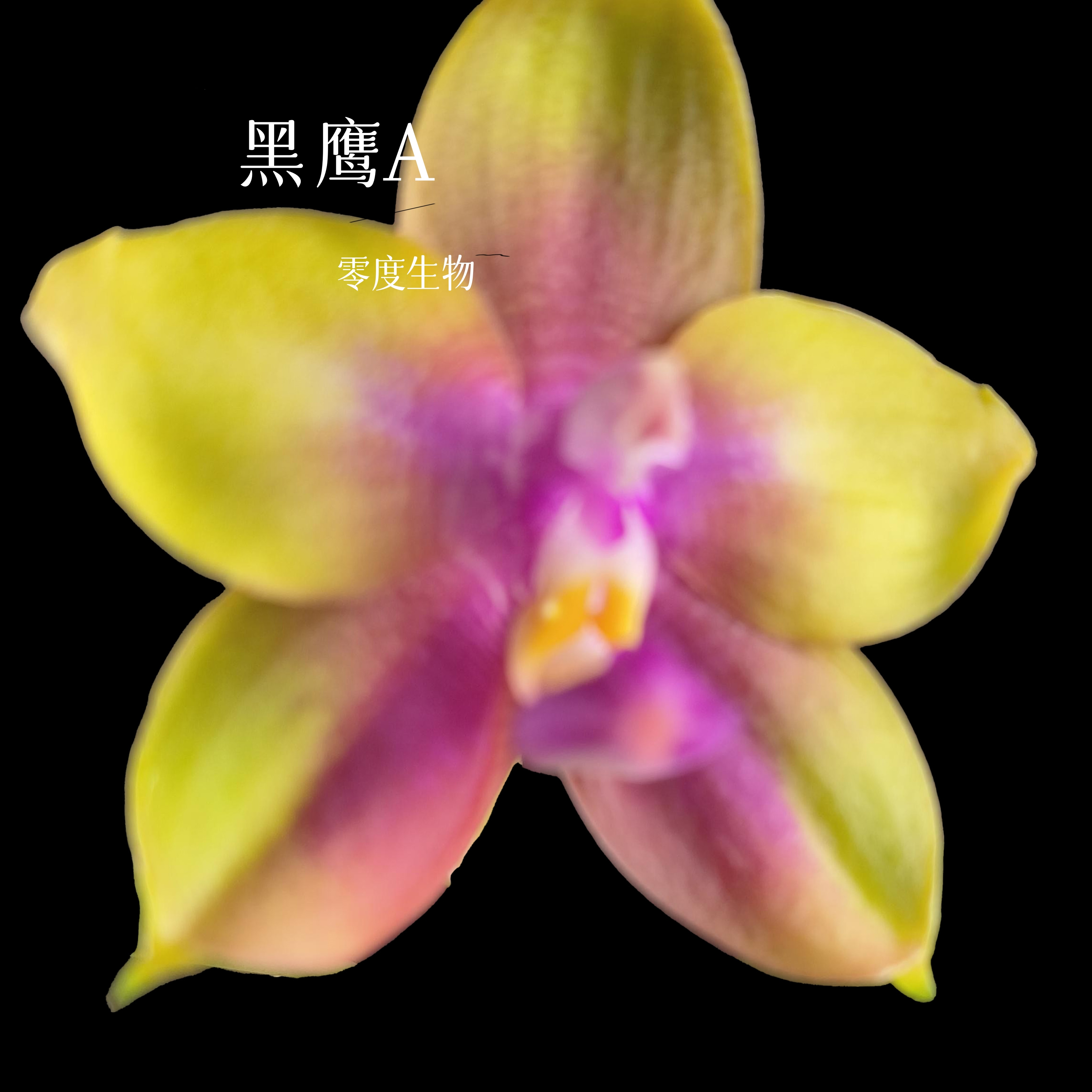 【零度生物】黑鹰A蝴蝶兰盆栽续花型超级浓香