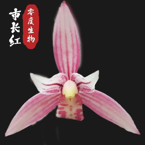 【零度生物】市长红浓香优雅勤花勤芽原生老种自然分苗建兰国兰