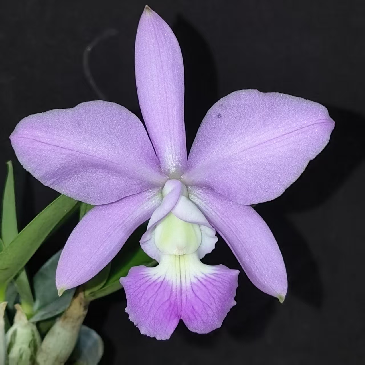 【零度生物】路基粉走路兰迷你型