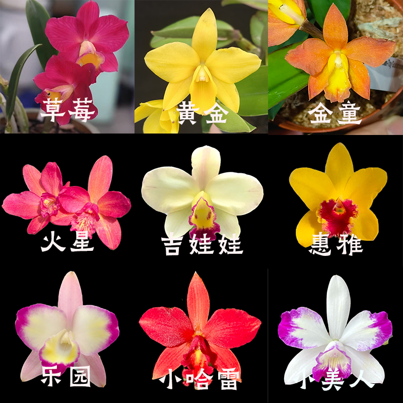 【零度生物】(小球种好)卡特兰大链接,鲜花速递/花卉仿真/绿植园艺,国兰/杂交兰/洋兰类,淘宝优惠券,粉丝福利购,淘宝优惠卷