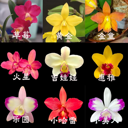 【零度生物】(小球种好)卡特兰大链接
