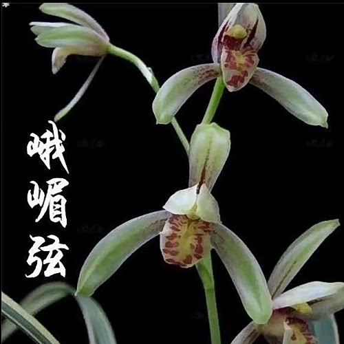 【零度生物】峨眉弦浓香型勤花勤芽叶艺国兰自然分苗建兰国兰
