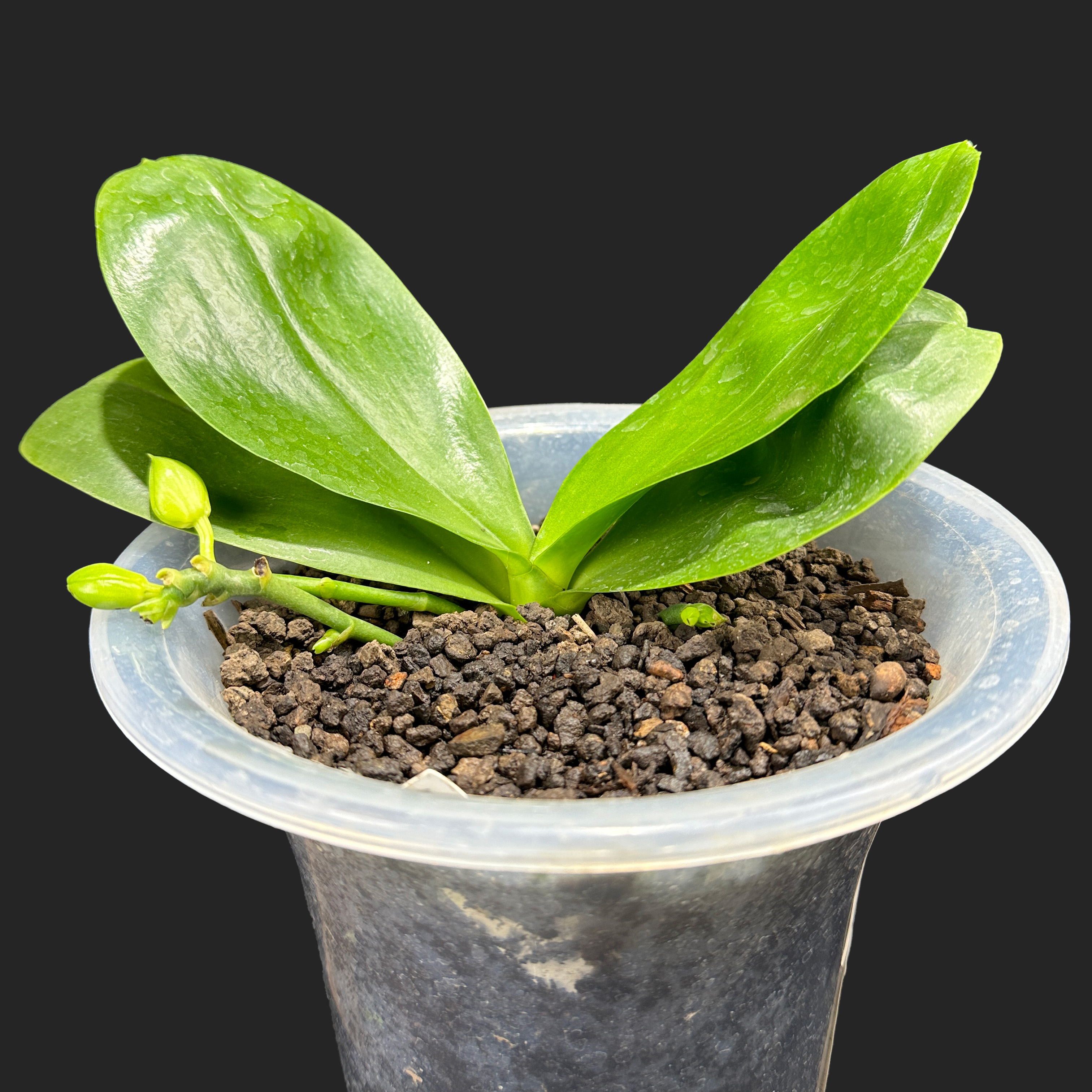 【零度生物】嘉伯丽尔带盆种好原生蝴蝶兰浓香型续花型