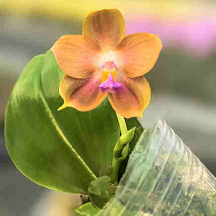 【零度生物】焦糖玛奇朵蝴蝶兰特色花纹续花爆花兰花盆栽