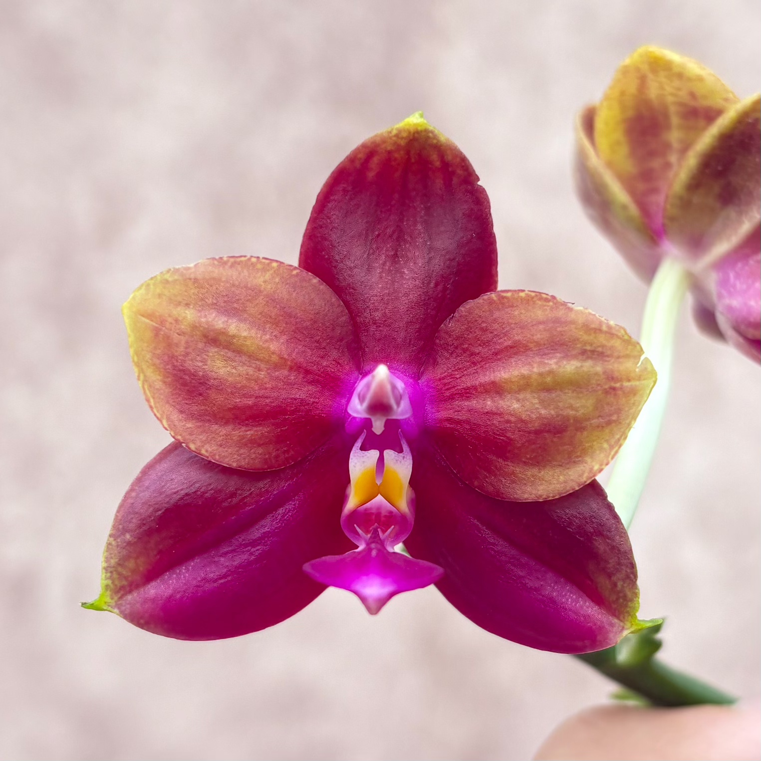 【零度生物】夏日韩国女孩交郑敏原生蝴蝶兰开花多样性浓香续花