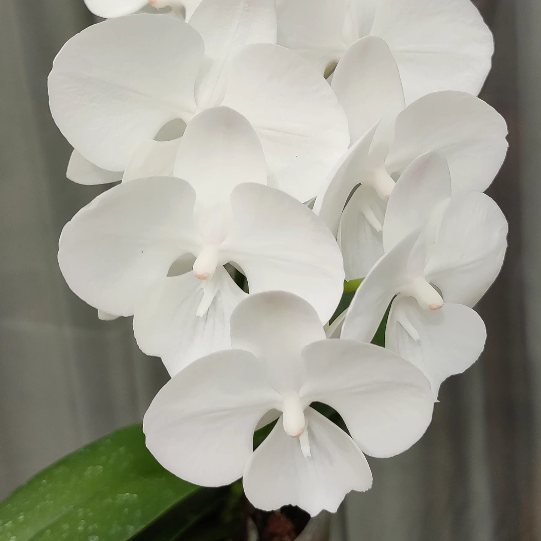 【零度生物】白天鹅蝴蝶兰开爆花雪白天鹅盆栽,鲜花速递/花卉仿真/绿植园艺,国兰/杂交兰/洋兰类,淘宝优惠券,粉丝福利购,淘宝优惠卷