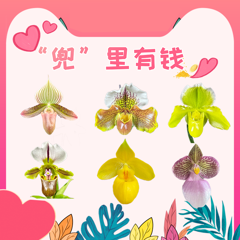 【零度生物】(小球种好)“兜”里有钱兜兰续花兰花盆栽,鲜花速递/花卉仿真/绿植园艺,国兰/杂交兰/洋兰类,淘宝优惠券,粉丝福利购,淘宝优惠卷