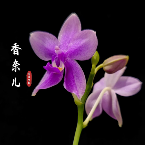 【零度生物】香奈尔原生蝴蝶兰浓香型续花