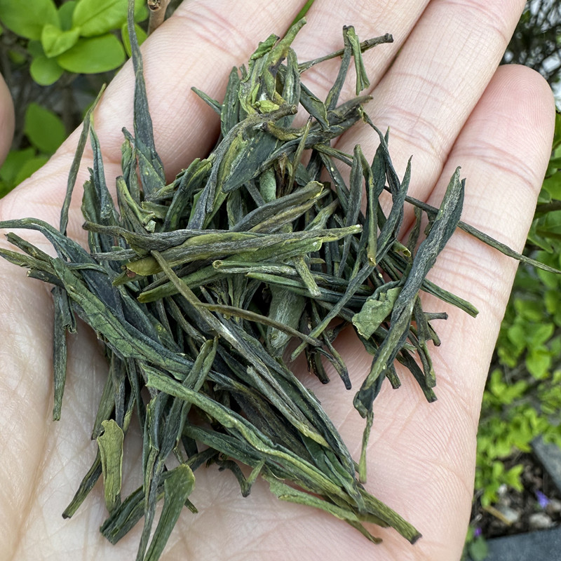 陇南康县2026明前翠竹绿茶春茶高山云雾浓香阳坝一级翠竹简装