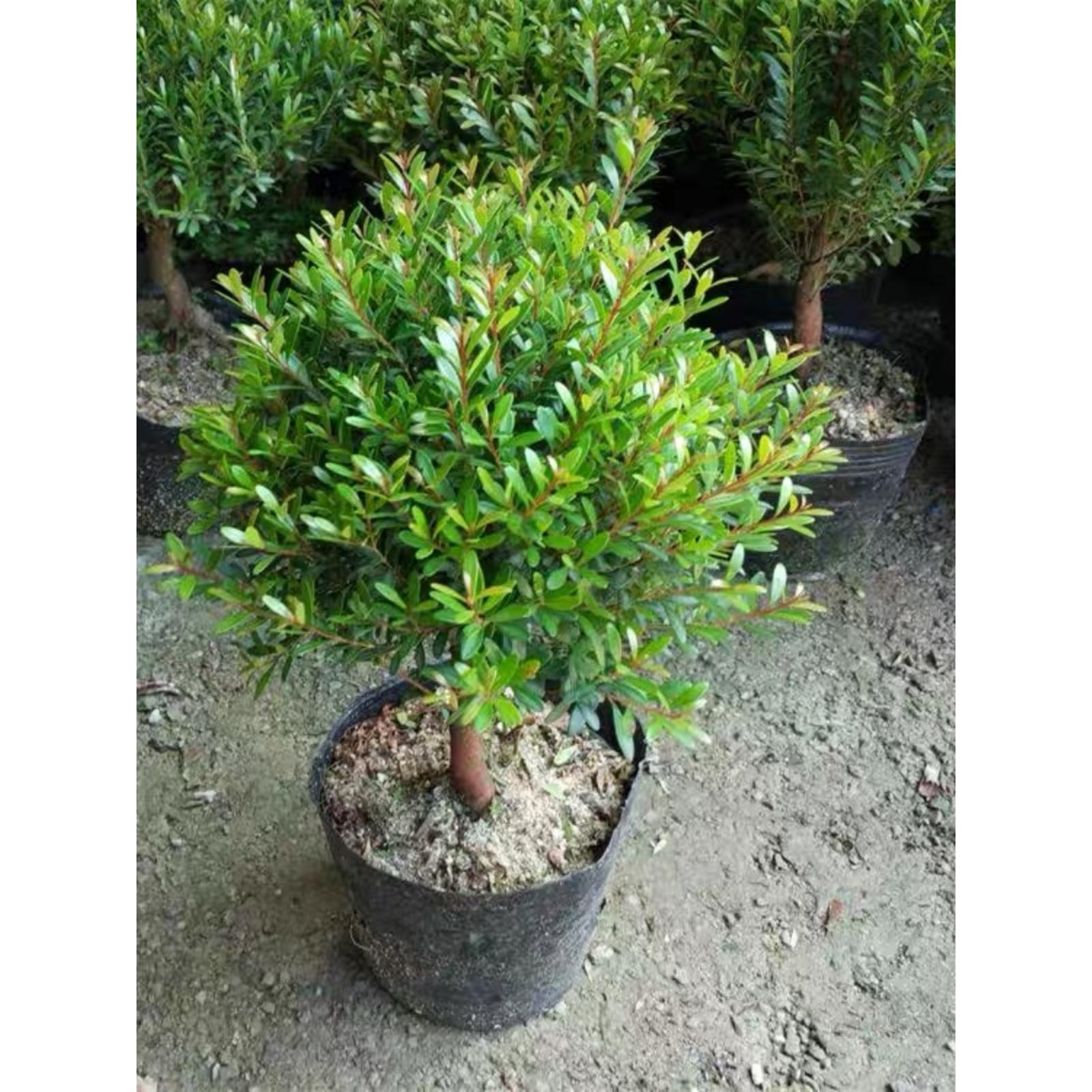 小叶赤楠盆景红杨黄杨金丝楠木微型盆栽办公室香木盆景花卉绿植